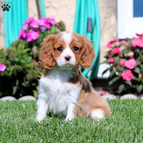 Poppy, Cavalier King Charles Spaniel Puppy