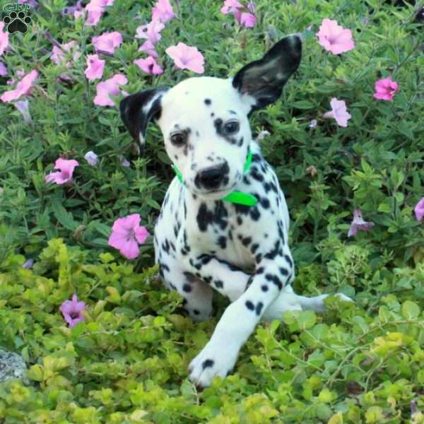 Prada, Dalmatian Puppy