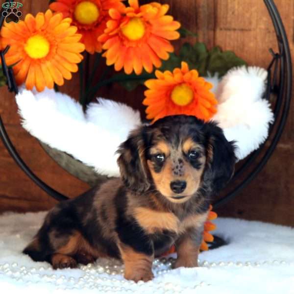 Precious-Mini, Dachshund Puppy