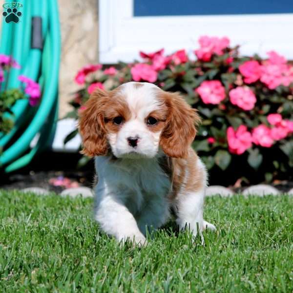 Precious, Cavalier King Charles Spaniel Puppy