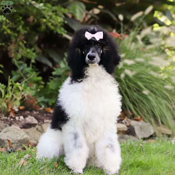 Presley, Standard Poodle Puppy