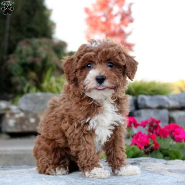 Preston, Toy Poodle Puppy