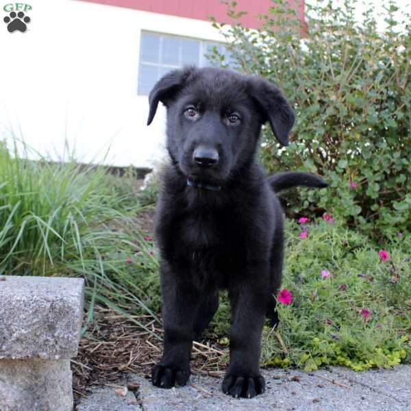 Preston, German Shepherd Puppy