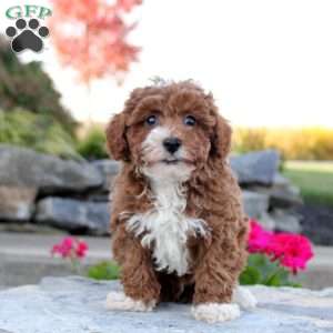 Preston, Toy Poodle Puppy