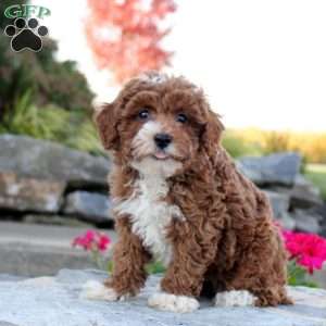 Preston, Toy Poodle Puppy