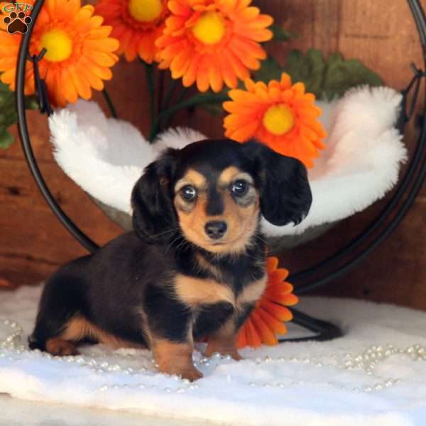 Pretty-Mini, Dachshund Puppy