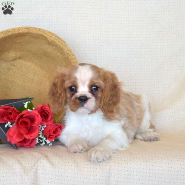 Pretzel, Cavalier King Charles Spaniel Puppy