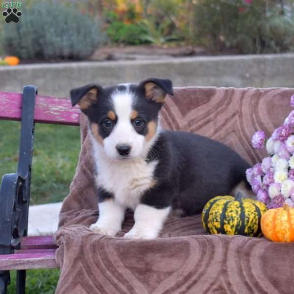 Pretzel, Pembroke Welsh Corgi Puppy