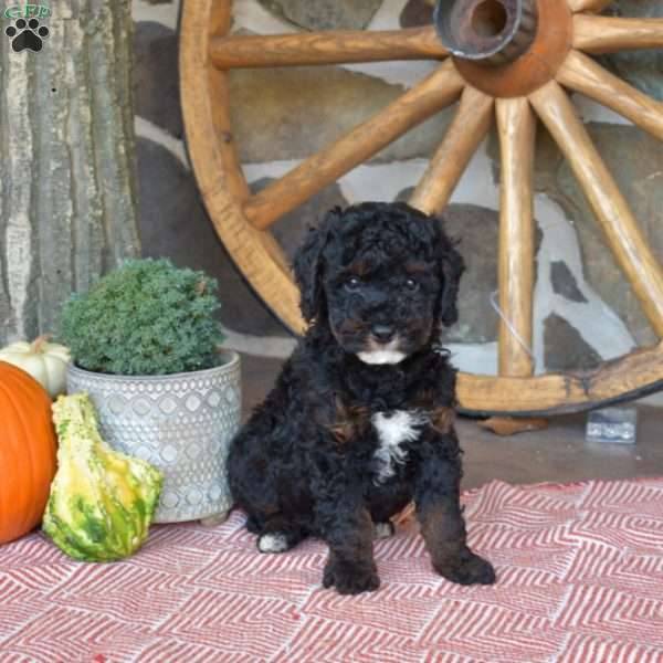 Pretzel, Miniature Poodle Puppy