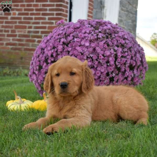 Pretzel, Golden Retriever Puppy