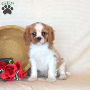 Pretzel, Cavalier King Charles Spaniel Puppy