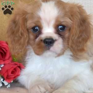 Pretzel, Cavalier King Charles Spaniel Puppy