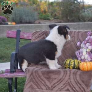 Pretzel, Pembroke Welsh Corgi Puppy