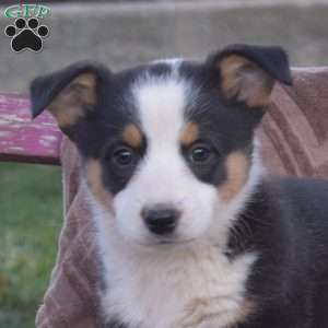 Pretzel, Pembroke Welsh Corgi Puppy