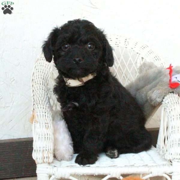 Price, Yorkie Poo Puppy