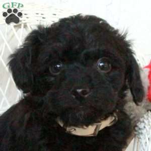 Price, Yorkie Poo Puppy