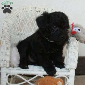 Price, Yorkie Poo Puppy