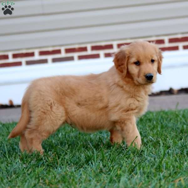 Prince, Golden Retriever Puppy