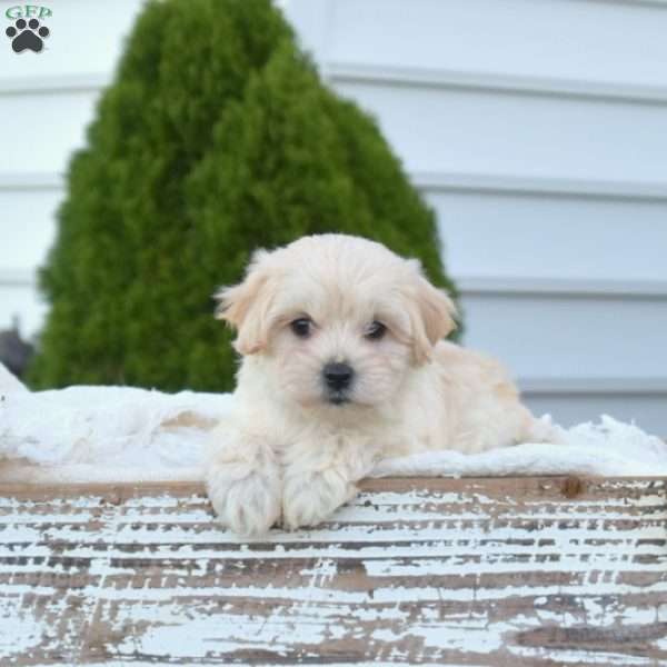 Princess, Maltipoo Puppy