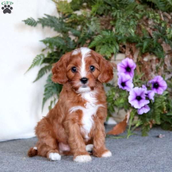 Proctor, Cavapoo Puppy