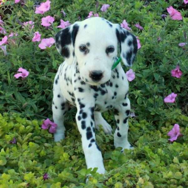 Puck, Dalmatian Puppy