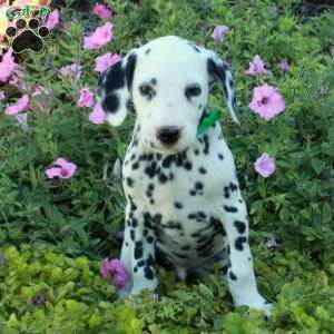 Puck, Dalmatian Puppy