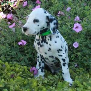 Puck, Dalmatian Puppy