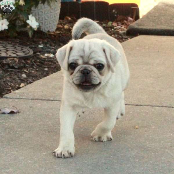 Pudge, Pug Puppy