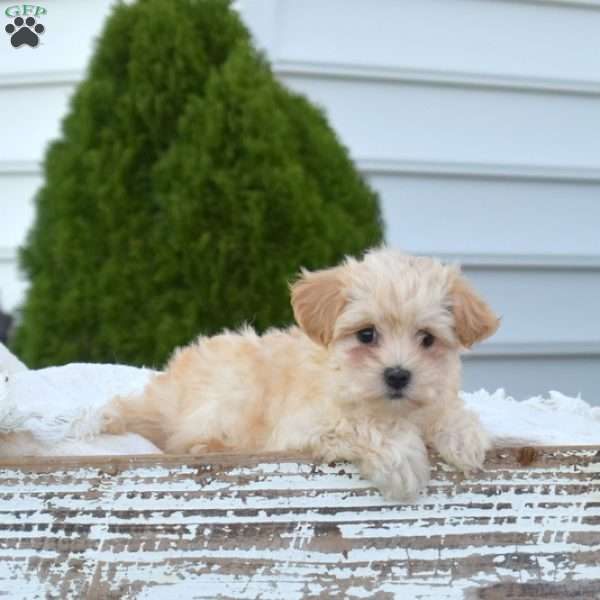 Pumpkin, Maltipoo Puppy