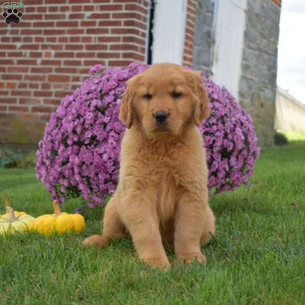 Pumpkin, Golden Retriever Puppy