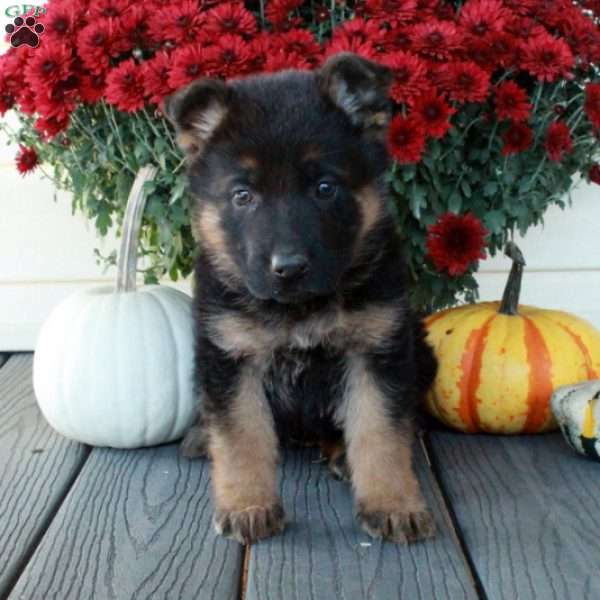 Pumpkin, German Shepherd Puppy