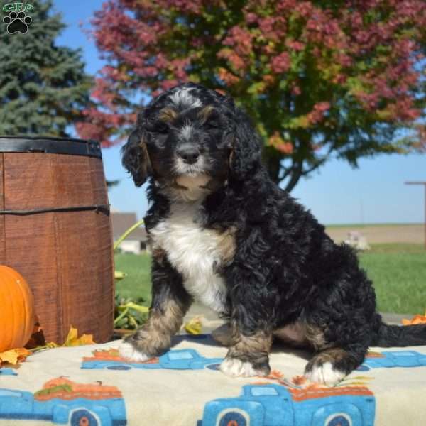 Pumpkin, Bernedoodle Puppy