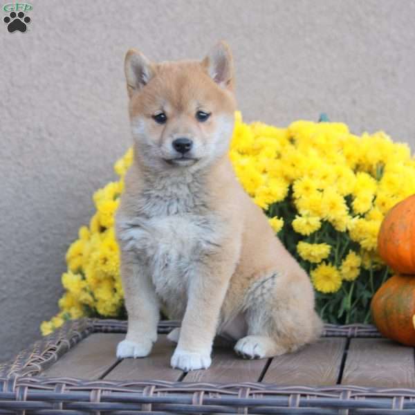 Pumpkin, Shiba Inu Puppy