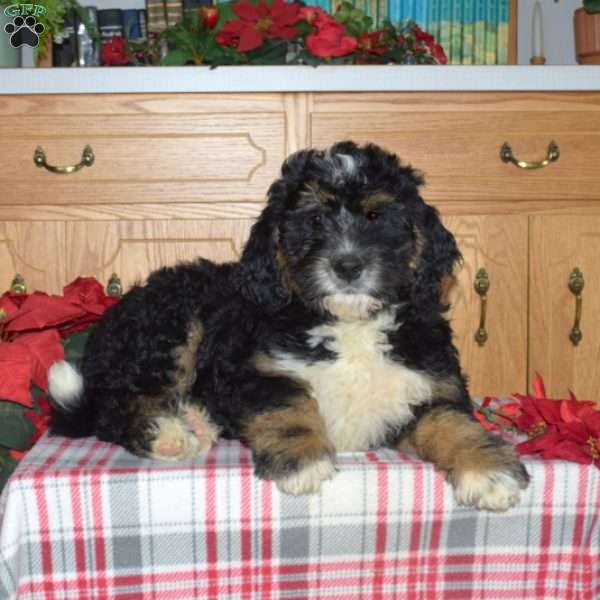 Pumpkin, Bernedoodle Puppy