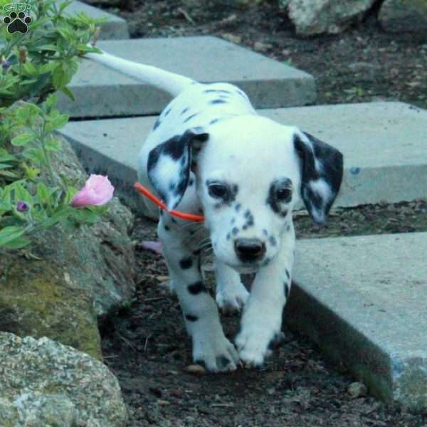 Pumpkin, Dalmatian Puppy