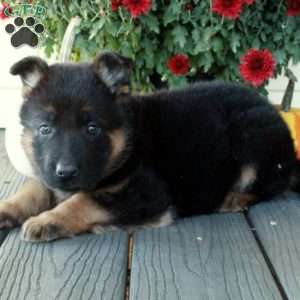 Pumpkin, German Shepherd Puppy