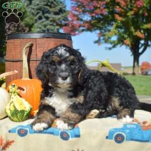 Pumpkin, Bernedoodle Puppy