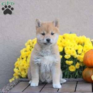 Pumpkin, Shiba Inu Puppy