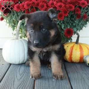 Pumpkin, German Shepherd Puppy