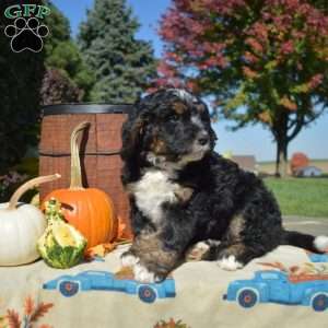 Pumpkin, Bernedoodle Puppy