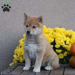 Pumpkin, Shiba Inu Puppy