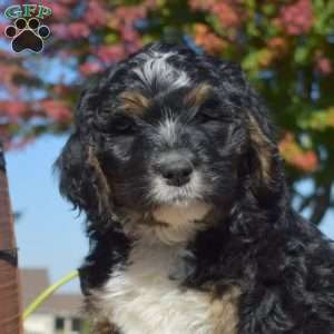 Pumpkin, Bernedoodle Puppy