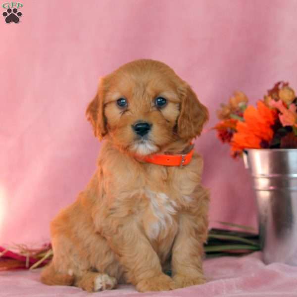 Pumpkin, Cavalier King Charles Mix Puppy