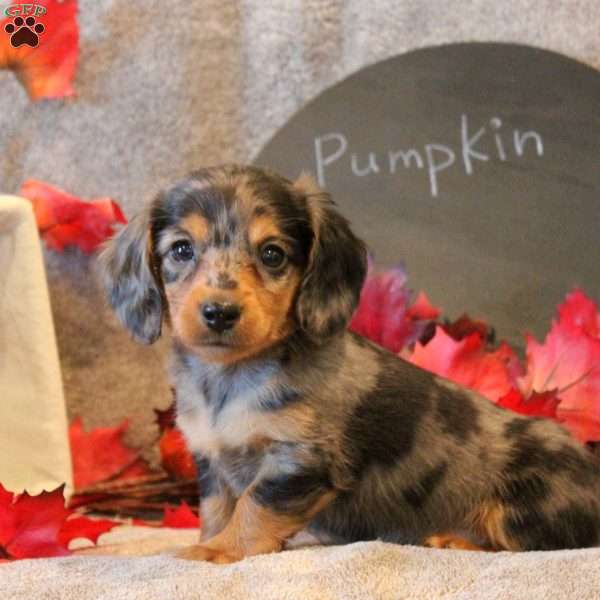 Pumpkin, Dachshund Puppy