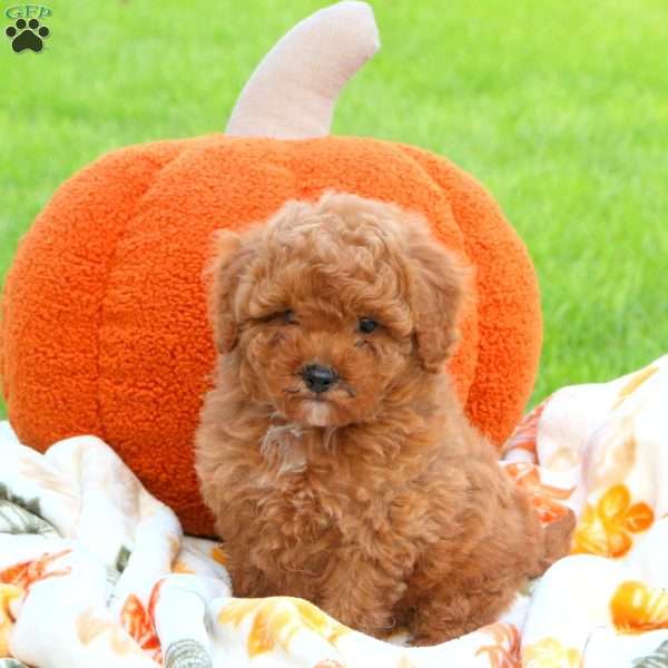 Pumpkin, Miniature Poodle Puppy