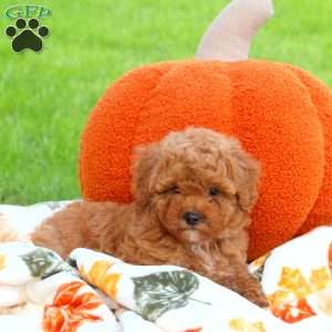 Pumpkin, Miniature Poodle Puppy