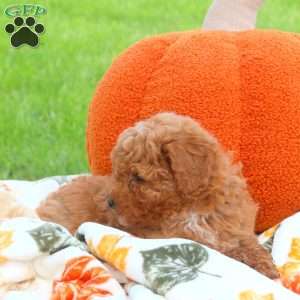 Pumpkin, Miniature Poodle Puppy