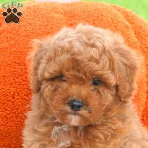 Pumpkin, Miniature Poodle Puppy