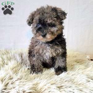 Colorful, Miniature Poodle Puppy