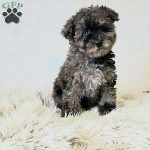 Colorful, Miniature Poodle Puppy